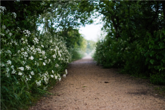 Weg_Blumen